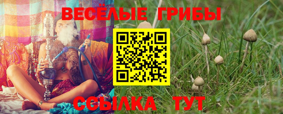 Галлюциногенные грибы Psilocybe Златоуст